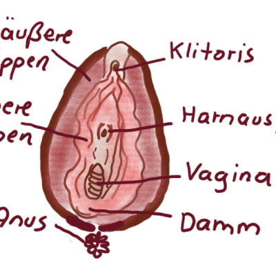 VulvaAnatomie